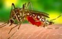 Vers un vaccin pour stopper le Chikungunya