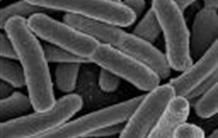 Microflore intestinale : une moisson d’espèces nouvelles