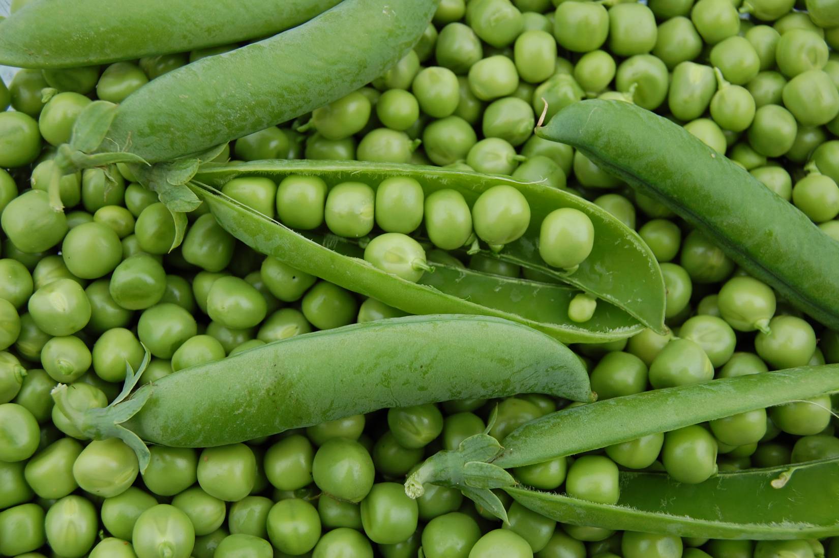 The pea genome assembled for the first time
