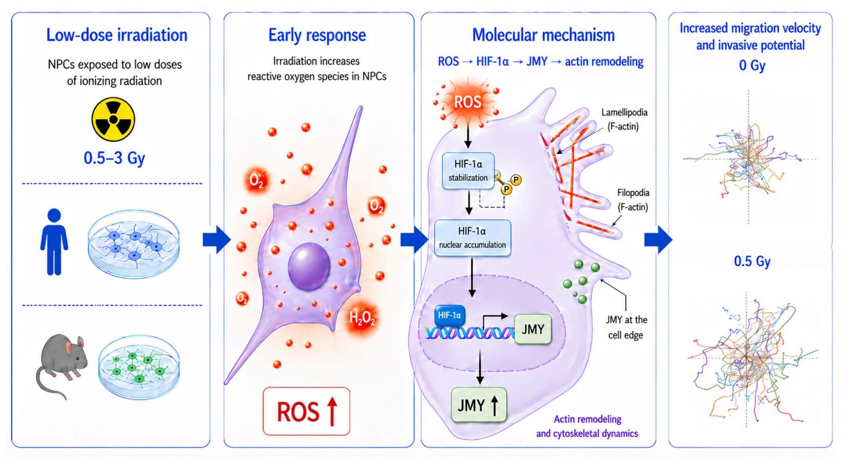 Un effet inattendu de l’irradiation sur la motilité des cellules progénitrices neurales