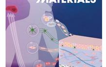 Substituts cutanés cellulaires : vers une nouvelle génération de peau reconstruite
