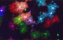 Using color to track astrocytes in high resolution