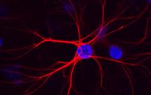 Alzheimer: an amino acid to the rescue of astrocyte metabolism