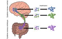 Alpha-synucléine et Parkinson : une protéine à choix multiples