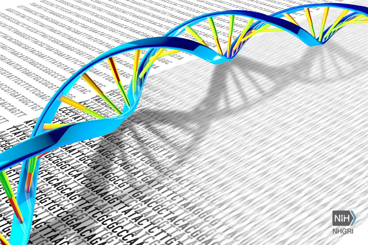 Cassures de l'ADN : comprendre les mécanismes pour évaluer les risques