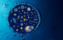 Les eucaryotes planctoniques non cultivés révèlent enfin leurs secrets 