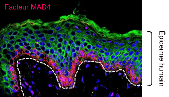Thérapie tissulaire : MXD4/MAD4, une cible d’intérêt pour la préservation des cellules souches ex vivo