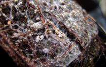 Symbiose arbres-champignons : le rôle de l’épigénétique