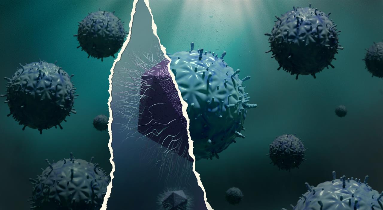 Les mirusvirus, à la croisée des chemins évolutifs