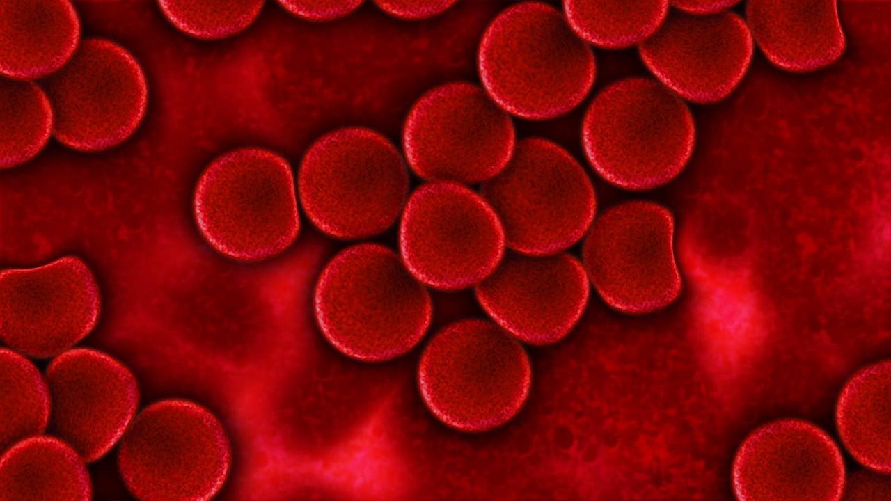 Un antioxydant préserve l’intégrité des cellules souches hématopoïétiques