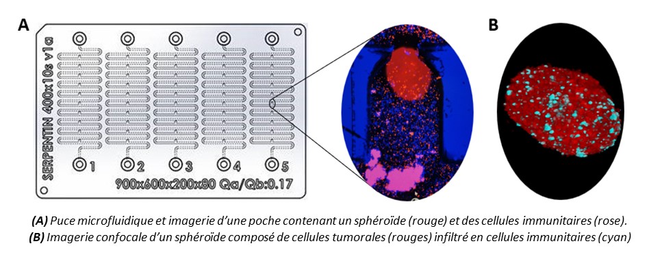 Institut de biologie François Jacob - Projets de recherche