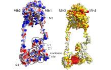Bases moléculaires du mécanisme de "ciseaux" impliqués dans la méiose et dans la réparation de l’ADN