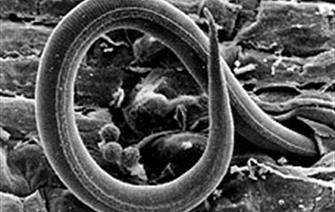 Succès parasitaire des nématodes à galles, bien plus qu’une simple histoire de sexe