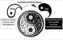 Le Yin et Yang des irradiations à faibles doses sur l’hématopoïèse